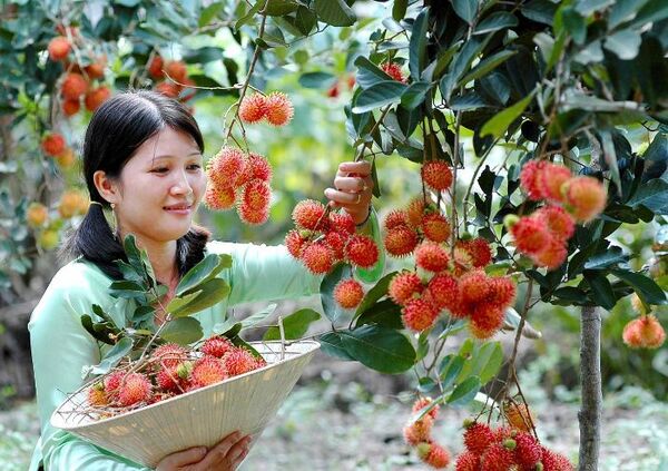 Mơ thấy hoa quả