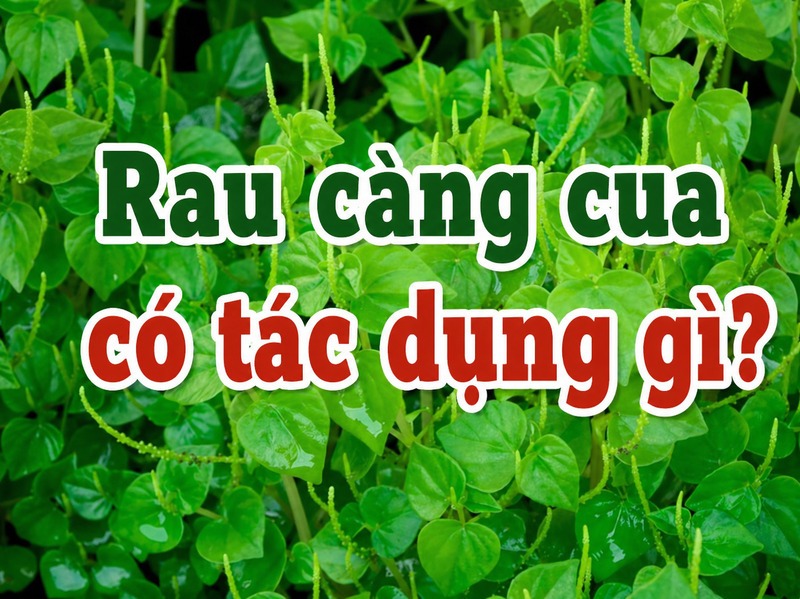 Rau càng cua có lá mọng nước, vị chua nhẹ và thường được dùng như rau ăn hằng ngày. 