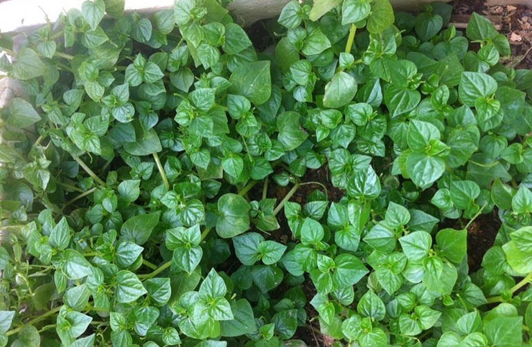 Rau càng cua chứa nhiều nước, chất xơ và một số khoáng chất tự nhiên có lợi cho bữa ăn. 